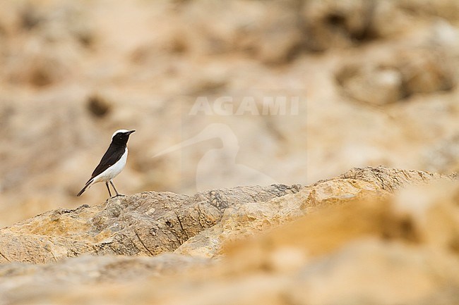 Arabian Wheatear - Schwarzrücken-Steinschmätzer - Oenanthe lugens ssp. lugentoides, Oman, adult male stock-image by Agami/Ralph Martin,