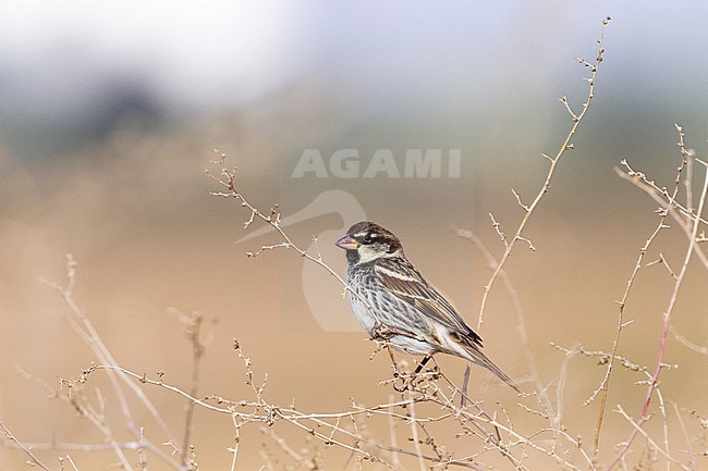 Spanish Sparrow, Spaanse Mus; Passer hispaniolensis stock-image by Agami/Yoav Perlman,