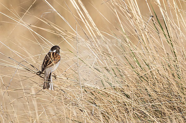 Reed Bunting - Rohrammer - Emberiza schoeniclus ssp. pallidior, Russia (Baikal), adult male stock-image by Agami/Ralph Martin,