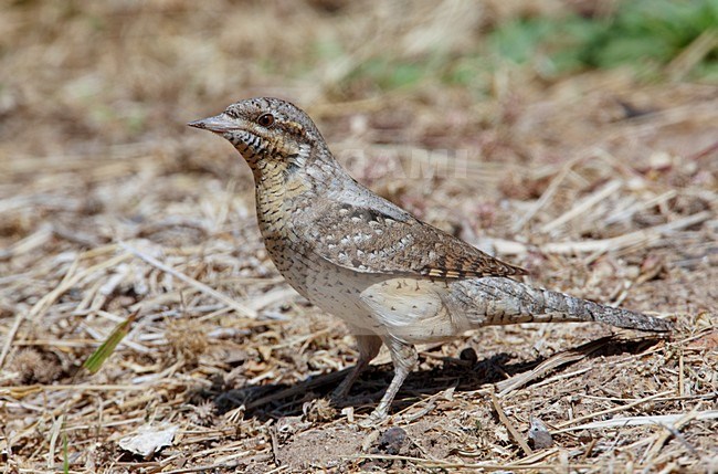 Draaihals op de grond; Eurasian Wryneck on the ground stock-image by Agami/Markus Varesvuo,