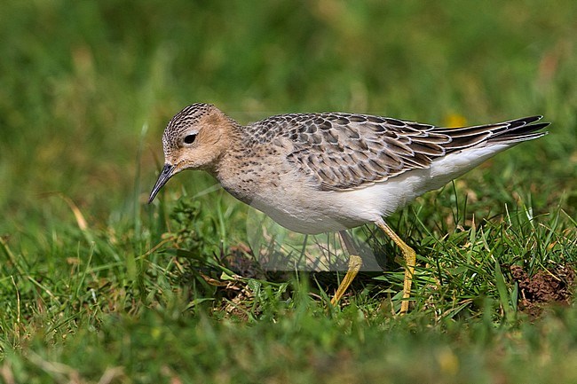 Blonde Ruiter, Buff-breasted Sandpiper stock-image by Agami/Daniele Occhiato,