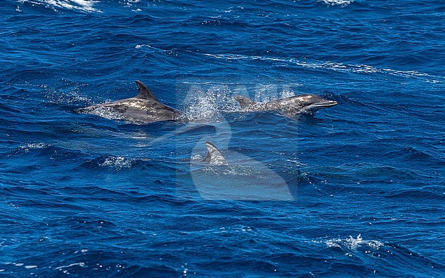 Group of Rough-toothed Dolphin (Steno bredanensis) swimming 3km off Ponta da Dobradeira, Sao Nicolau, Cape Verde. stock-image by Agami/Vincent Legrand,