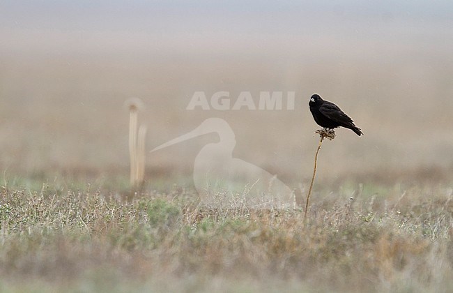 Black Lark - Mohrenlerche - Melanocorypha yeltoniensis, Kazakhstan, male stock-image by Agami/Ralph Martin,