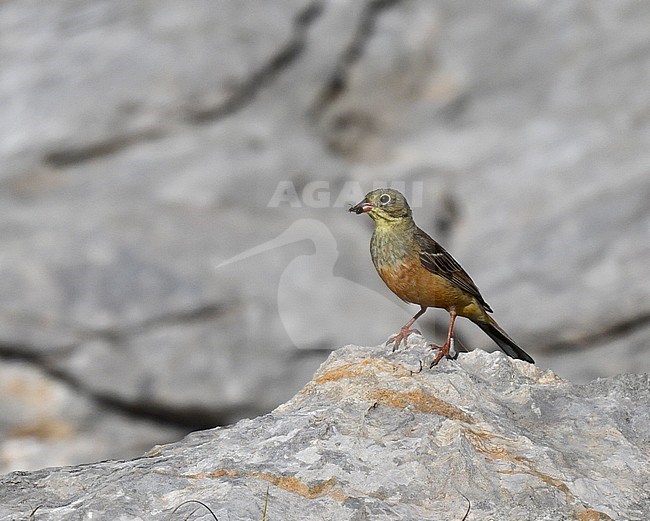 Worn male Ortolan Bunting (Emberiza hortulana) during late summer in Spain. stock-image by Agami/Laurens Steijn,
