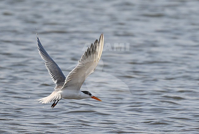 Lesser Crested Tern (Sterna bengalensis)  in Oman. stock-image by Agami/Laurens Steijn,