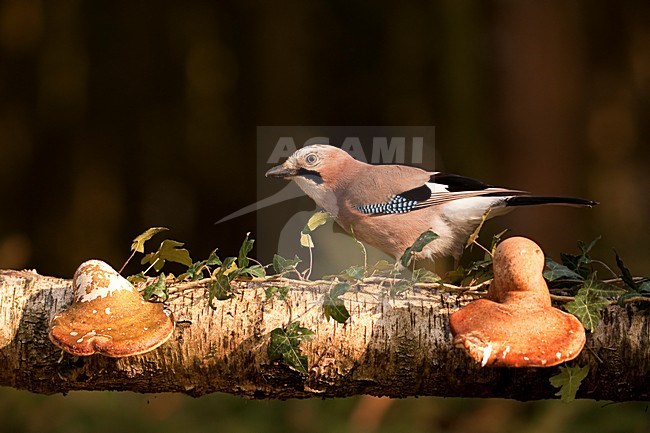 Gaai zittend op tak; Eurasian Jay perched on branch stock-image by Agami/Han Bouwmeester,