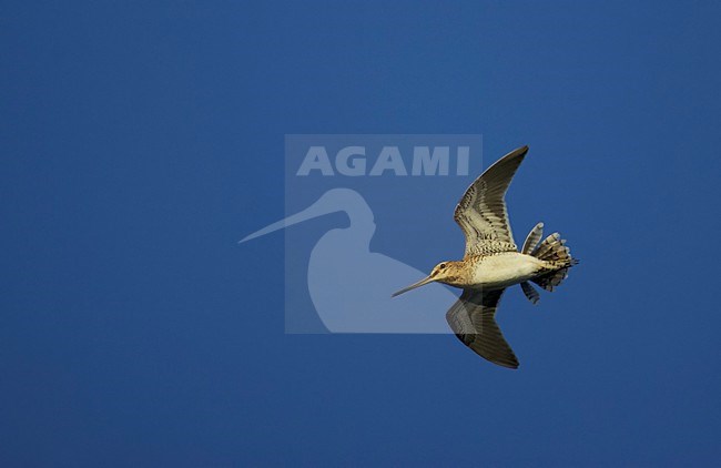 Watersnip tijdens baltsvlucht; Common Snipe in display flight stock-image by Agami/Markus Varesvuo,