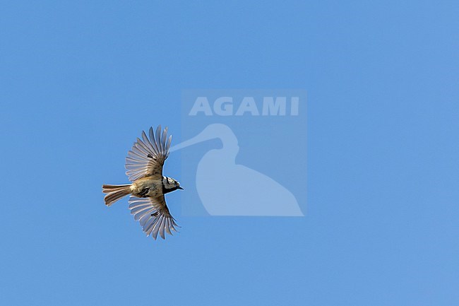 Crested Tit, Lophophanus cristatus, in flight on the Veluewe, Netherlands. stock-image by Agami/Marc Guyt,