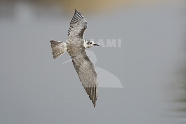 Witvleugelstern in vlucht; White-winged Black Tern in flight stock-image by Agami/Daniele Occhiato,