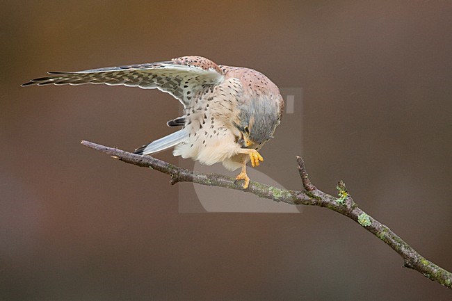 Torenvalk mannetje poetsend; Common Kestrel male preening stock-image by Agami/Menno van Duijn,