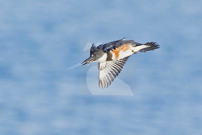 Belted Kingfisher (Ceryle alcyon) in flight in Victoria, BC, Canada. stock-image by Agami/Glenn Bartley,