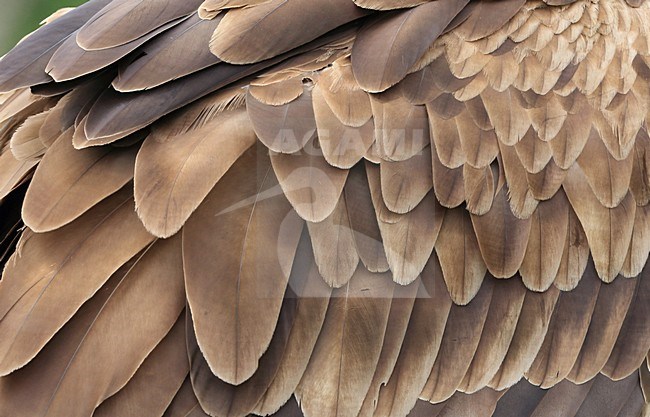 Zeearend, White-tailed Eagle, Haliaeetus albicilla stock-image by Agami/Jacques van der Neut,