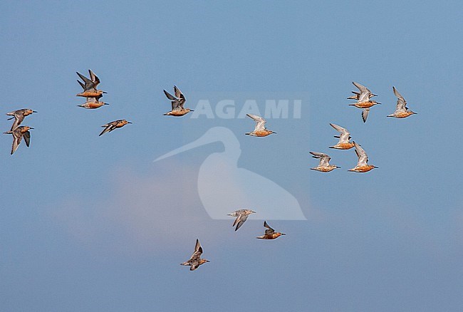 Red Knot (Calidris canutus) in the Netherlands. Flock of knots in flight. stock-image by Agami/Marc Guyt,