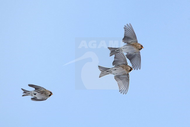 Common Redpoll (Acanthis flammea flammea) wintering at Helsingør in Denmark. Three redpolls in flight seen from below. stock-image by Agami/Helge Sorensen,