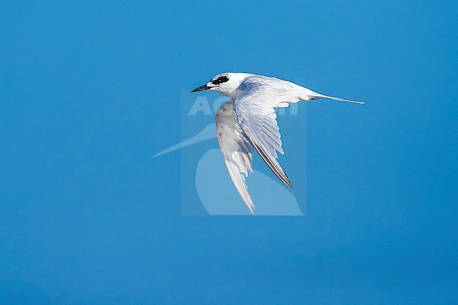 Adult moulting Forster' Tern flying over Cape May Beach, New Jersey. August 2016. stock-image by Agami/Vincent Legrand,