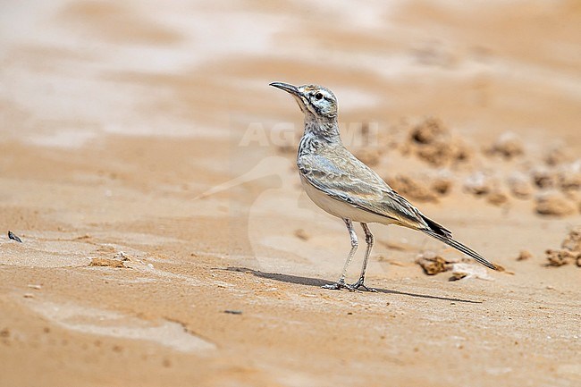Adult Greater Hoopoe-Lark sitting on a beach in Iwik Banc d'Arguin, Mauritania. April 10, 2018. stock-image by Agami/Vincent Legrand,