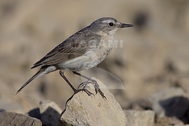 Water Pipit perched on rock; Waterpieper zittend op rots stock-image by Agami/Daniele Occhiato,