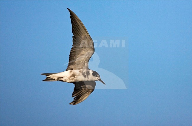 Ruiende adulte Zwarte Stern in vlucht; Moulting Black Tern in flight stock-image by Agami/Marc Guyt,