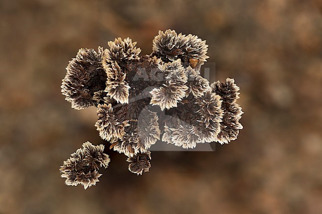 gewone franjezwam; Thelephora terrestris stock-image by Agami/Walter Soestbergen,