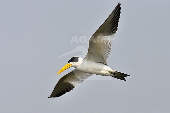  stock-image by Agami/Laurens Steijn,