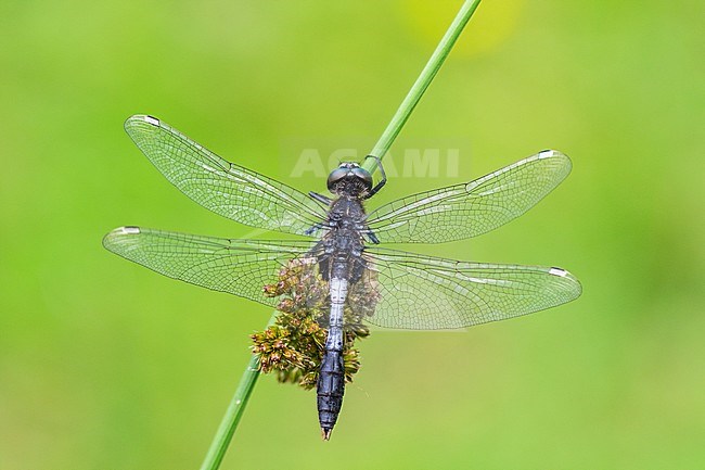 Male Lilypad Whiteface stock-image by Agami/Wil Leurs,