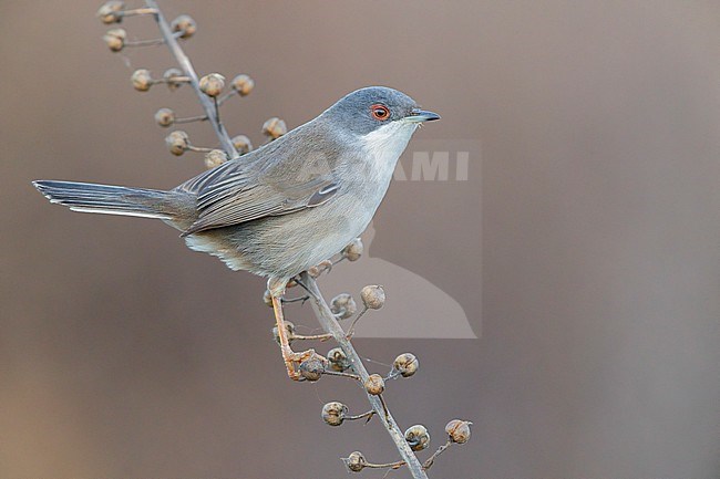 Sardinian Warbler (Sylvia melanocephala), side view of an adult female perched on a stem, Campania, Italy stock-image by Agami/Saverio Gatto,