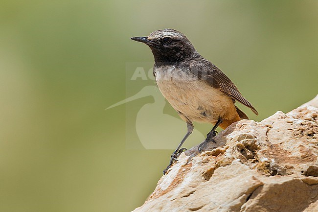 Male Kurdistan Wheatear near the nest in SE Tukey. stock-image by Agami/Vincent Legrand,