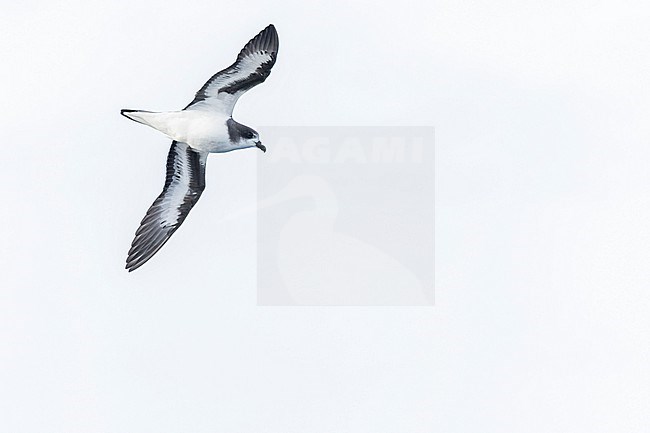 Bermuda Petrel, Pterodroma cahow, off the coast near the colony on Nonsuch island, Bermuda. Bird in flight. stock-image by Agami/Marc Guyt,