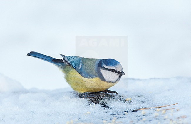 Pimpelmees zittend op een besneeuwde tak; Blue Tit perched on a snow-covered branch stock-image by Agami/Marc Guyt,