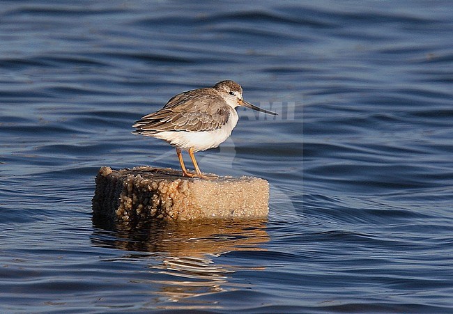 Terekruiter in zijn overwinteringsgebied; Terek Sandpiper wintering in Australia stock-image by Agami/Andy & Gill Swash ,