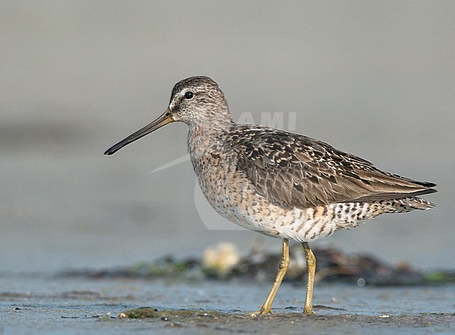 Adult Short-billed Dowitcher (Limnodromus griseus griseus) standing in August on Plymouth Beach in Plymouth, Massachusetts, United States stock-image by Agami/Ian Davies,