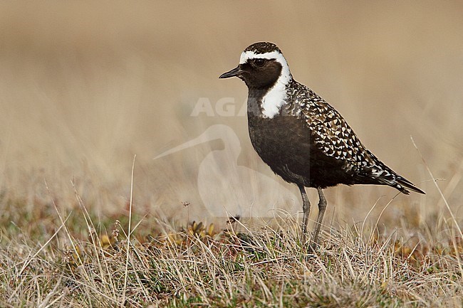 American Golden-Plover (Pluvialis dominica) on the tundra in Churchill, Manitoba, Canada. stock-image by Agami/Glenn Bartley,