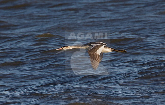 Vliegende Fuut in winterkleed, Non-breeding Great Crested Grebe in flight stock-image by Agami/Karel Mauer,