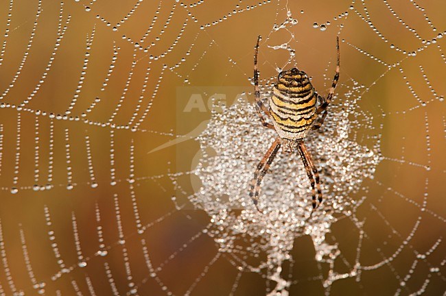 Wespenspin in web; Wasp spider in web stock-image by Agami/Han Bouwmeester,