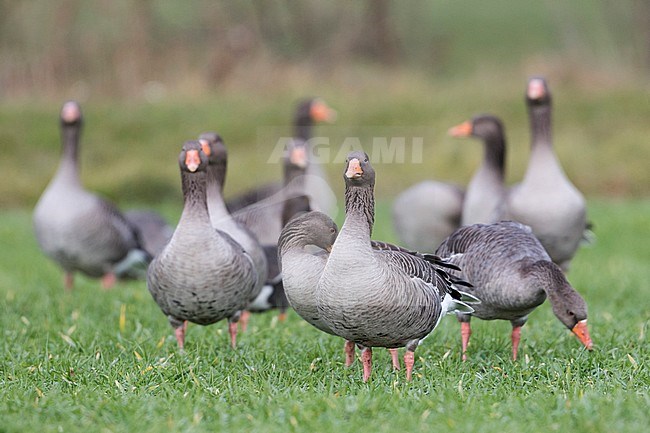 Greylag Goose - Graugans - Anser anser ssp. anser, Germany stock-image by Agami/Ralph Martin,