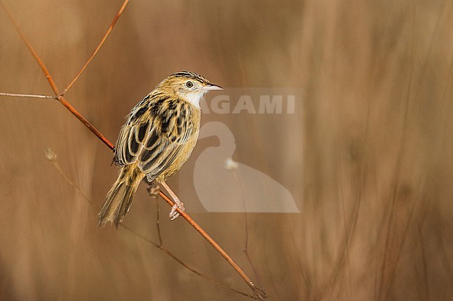 Zitting Cisticola, Cisticola juncidis, in Italy. stock-image by Agami/Daniele Occhiato,