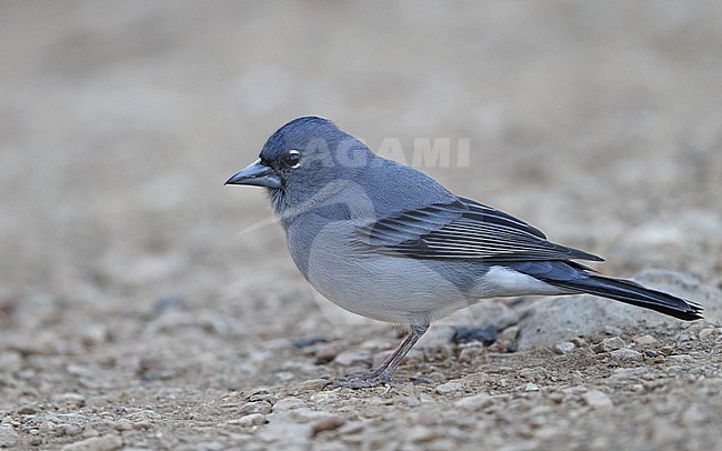 Tenerife Blue Chaffinch (Fringilla teydea) male perched at Tenerife, Canary Islands stock-image by Agami/Helge Sorensen,