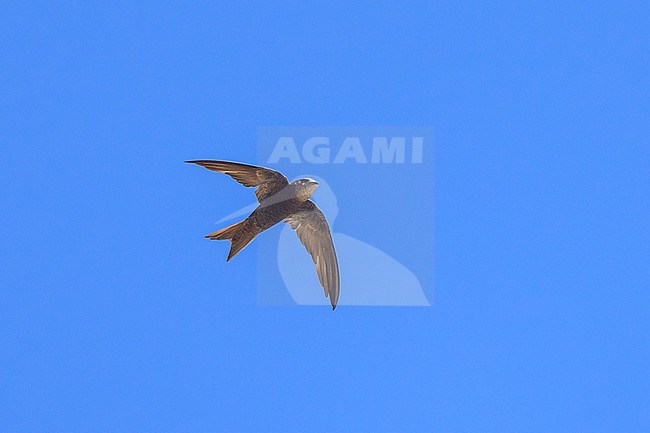 Forbes-Watson's Swift (Apus berliozi) in Oman. stock-image by Agami/Sylvain Reyt,