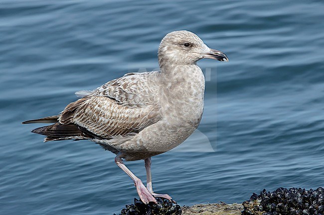 1st winter American Herring Gull (Larus smithsonianus) standing near the coastline.
Ocean Co., New Jersey, USA.
March 2017 stock-image by Agami/Brian E Small,