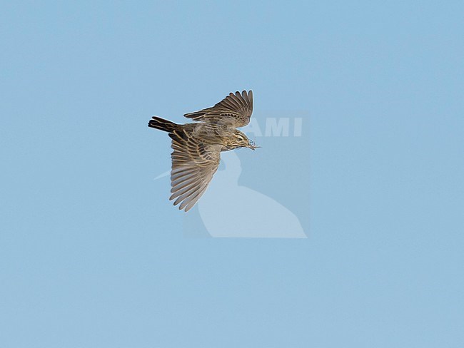 Side view of a Blyth's Pipit (Anthus godlewskii) in flight, against blue sky, seen from above, carrying food. Mongolia. stock-image by Agami/Markku Rantala,