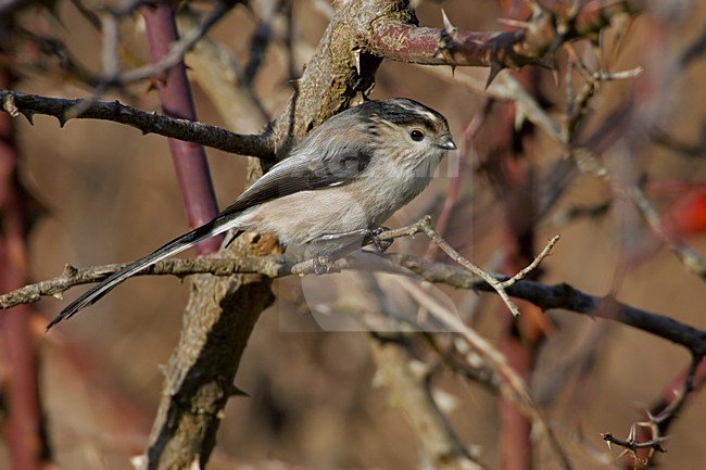 Italian Long-tailed Tit perched on a branch;  Italiaanse Staartmees zittend op een tak stock-image by Agami/Daniele Occhiato,