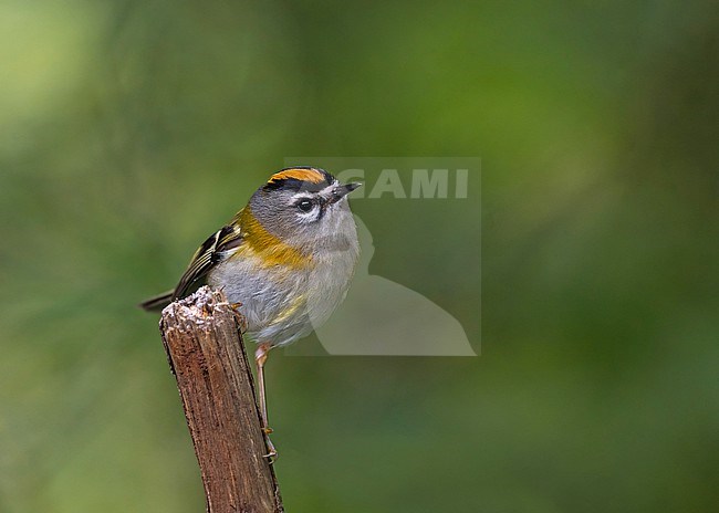 Madeira firecrest (Regulus madeirensis) on Madeira. stock-image by Agami/Pete Morris,