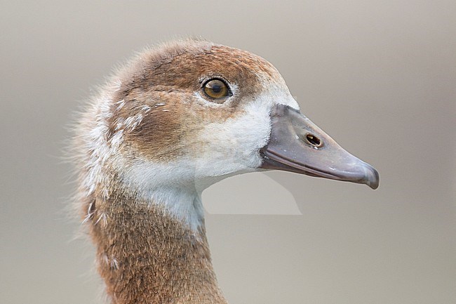 Close-up of a goosling Egyptian Goose, Alopochen aegyptiaca, in Germany. stock-image by Agami/Ralph Martin,