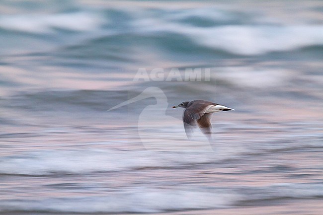 Sooty Gull - Hemprichmöwe - Larus hemprichii, Oman, adult, winter stock-image by Agami/Ralph Martin,