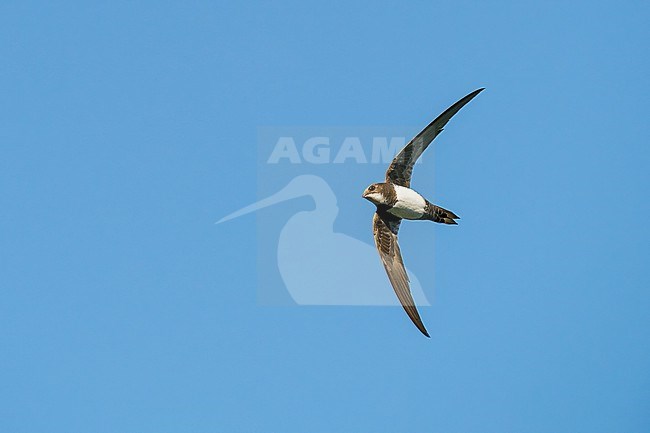 Alpine Swift (Tachymarptis melba) flying agains blue sky in Switzerland. stock-image by Agami/Marcel Burkhardt,