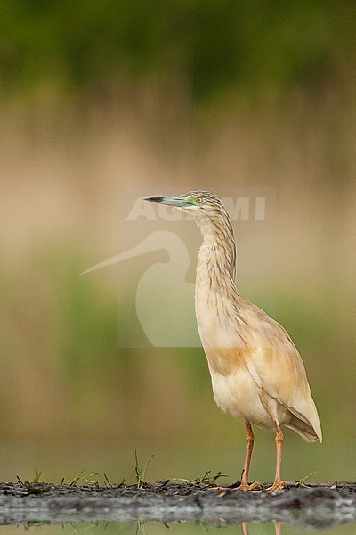 Ralreiger volwassen staand op waterkant, Squacco Heron adult standing at waterside stock-image by Agami/Marc Guyt,