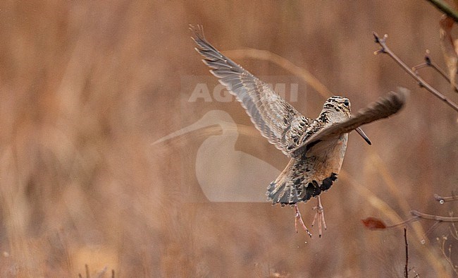 American Woodcock (Scolopax minor) adult in flight seen from the back stock-image by Agami/Ian Davies,