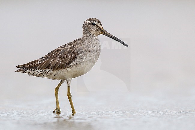 Volwassen Kleine grijze Snip in winterkleed, Adult Short-billed Dowitcher in non-breeding plumage stock-image by Agami/Brian E Small,