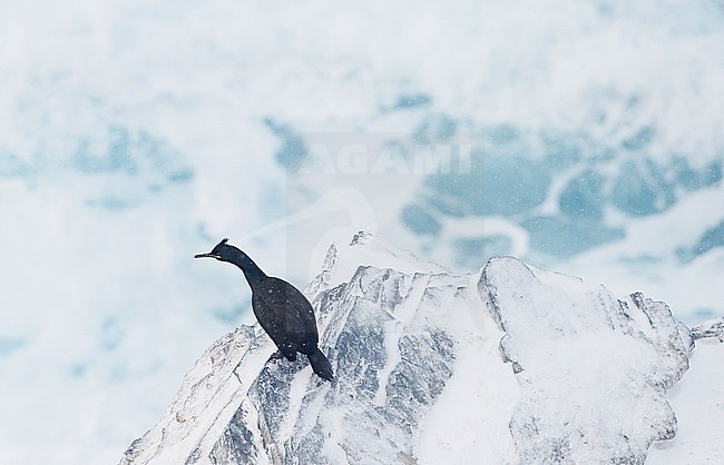 Volwassen Kuifaalscholver in de sneeuw; Adult European Shag in snow stock-image by Agami/Markus Varesvuo,