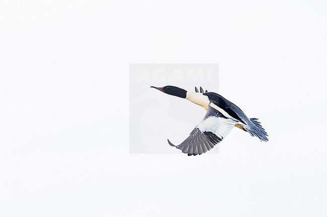 Goosander (Mergus merganser ssp. merganser) Germany, adult, male in flight stock-image by Agami/Ralph Martin,